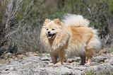 SPITZ ALLEMAND 310